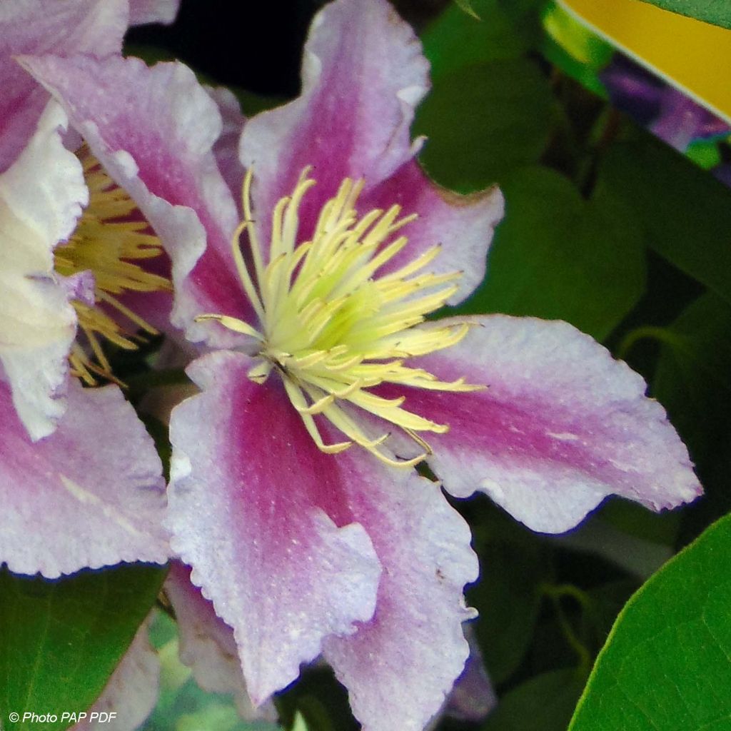 Clematis patens Piilu