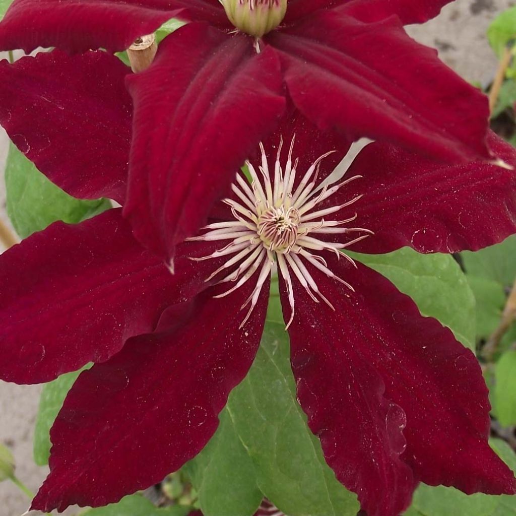 Clematis patens 'Rebecca'