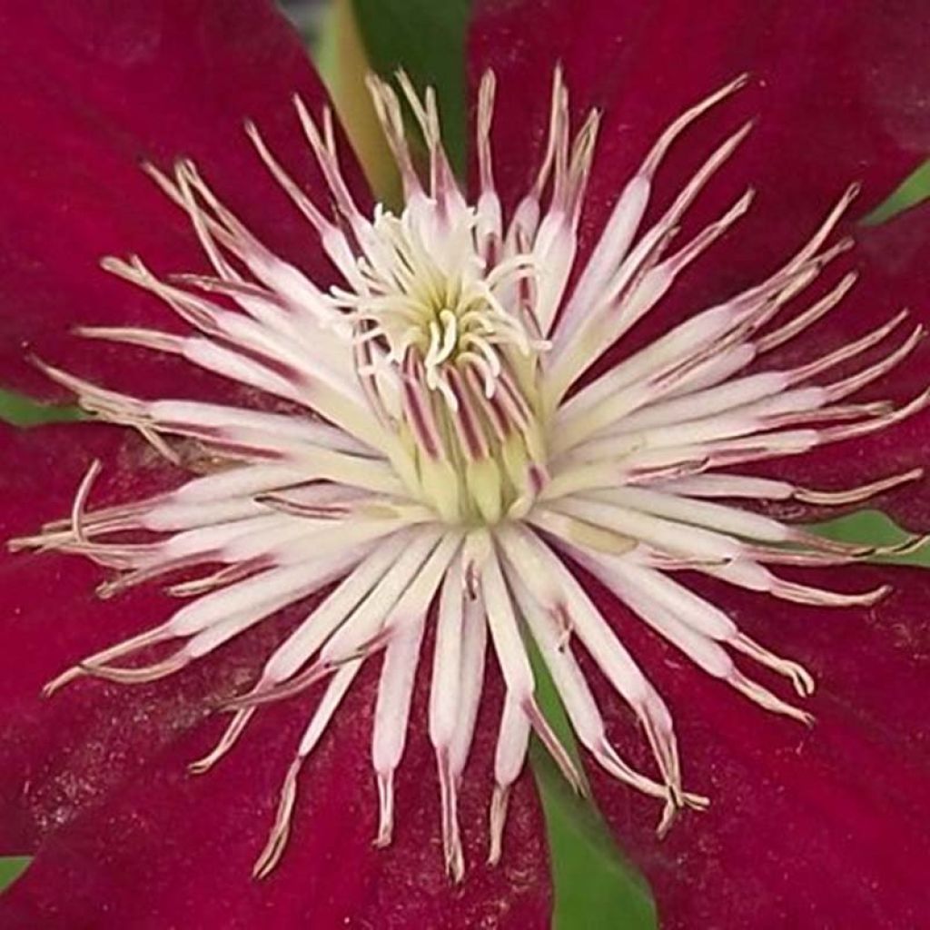 Clematis patens 'Rebecca'