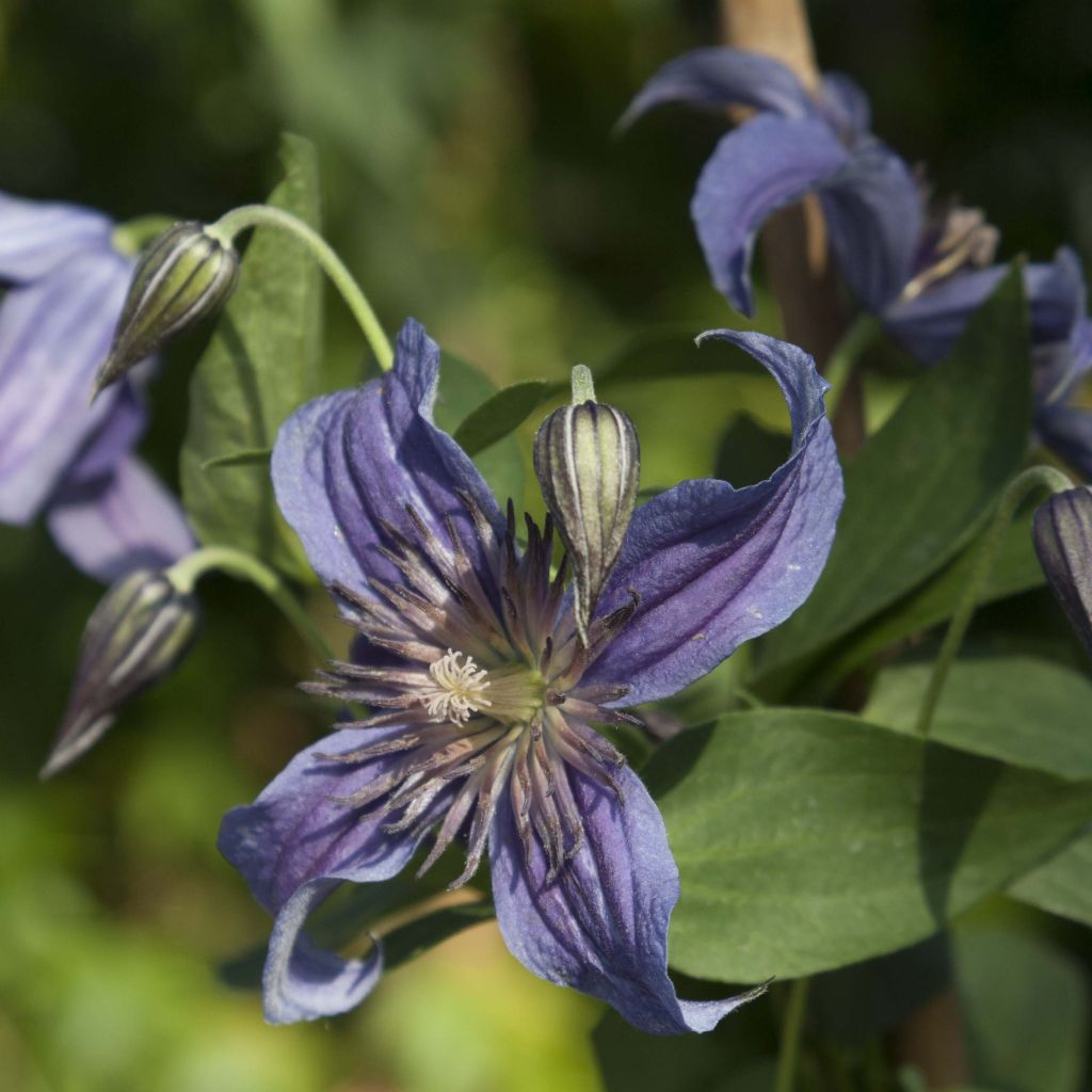 Clematis diversifolia Saphyra