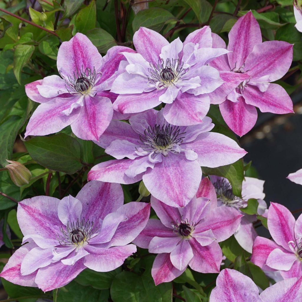 Clematis Super Cute