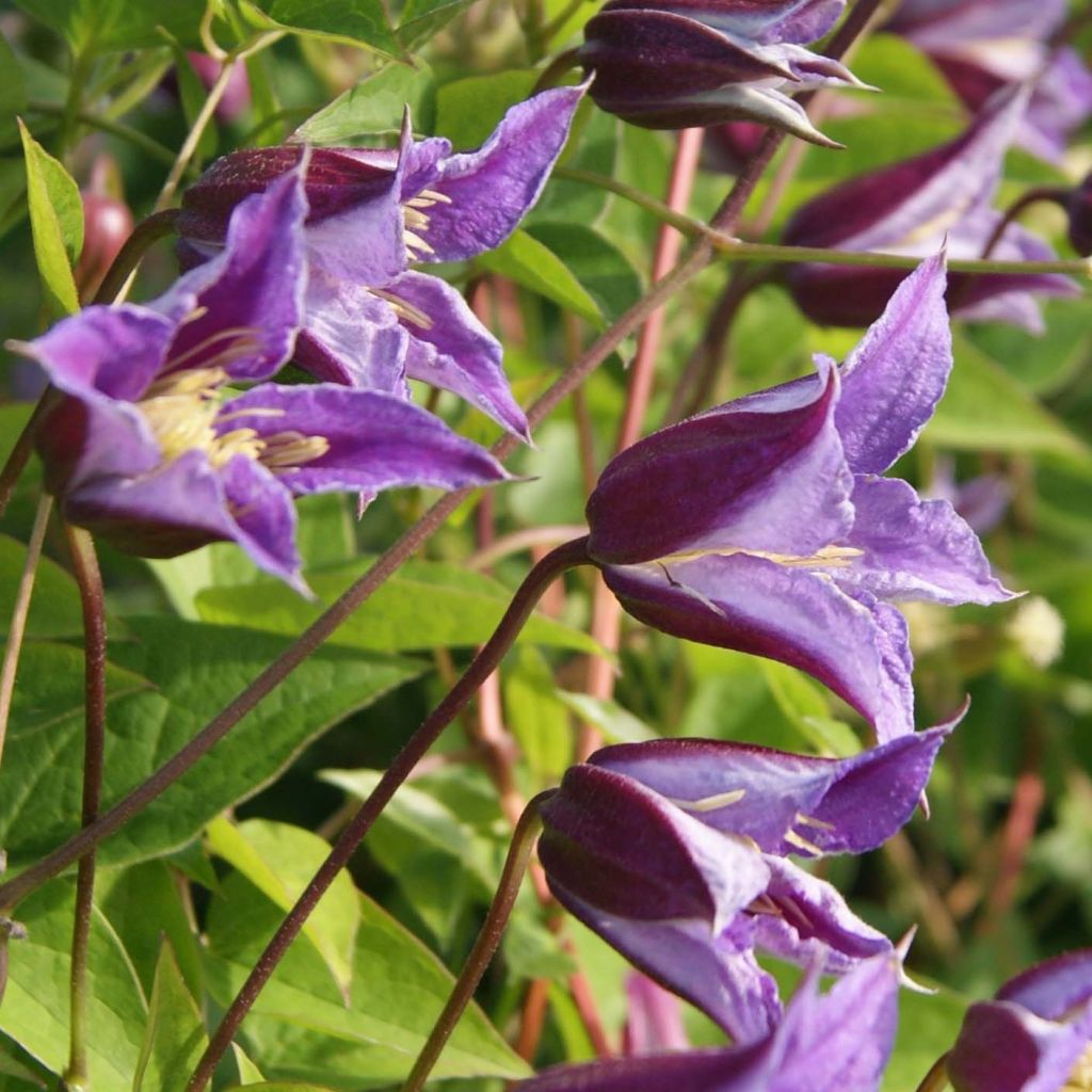 Clematis texensis Prince William