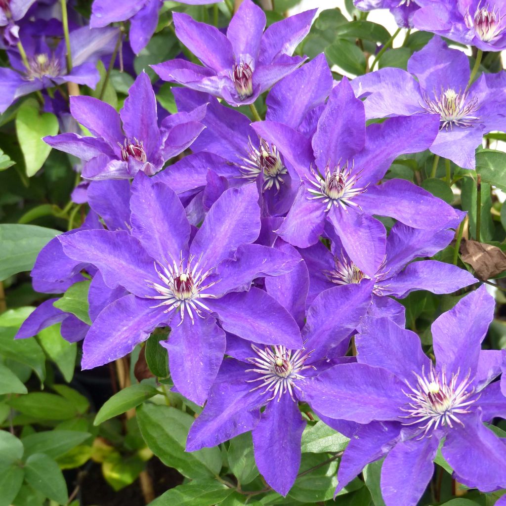 Clematis The President