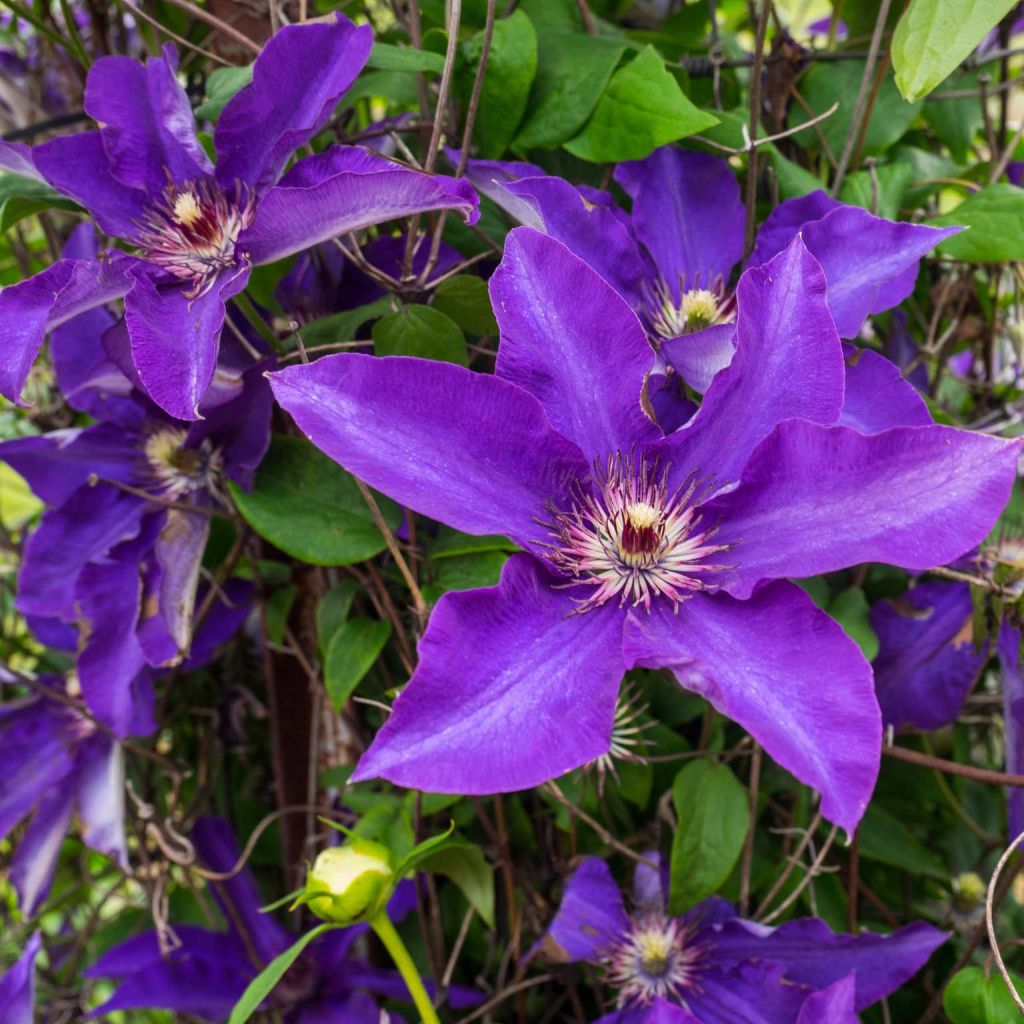 Clematis The President