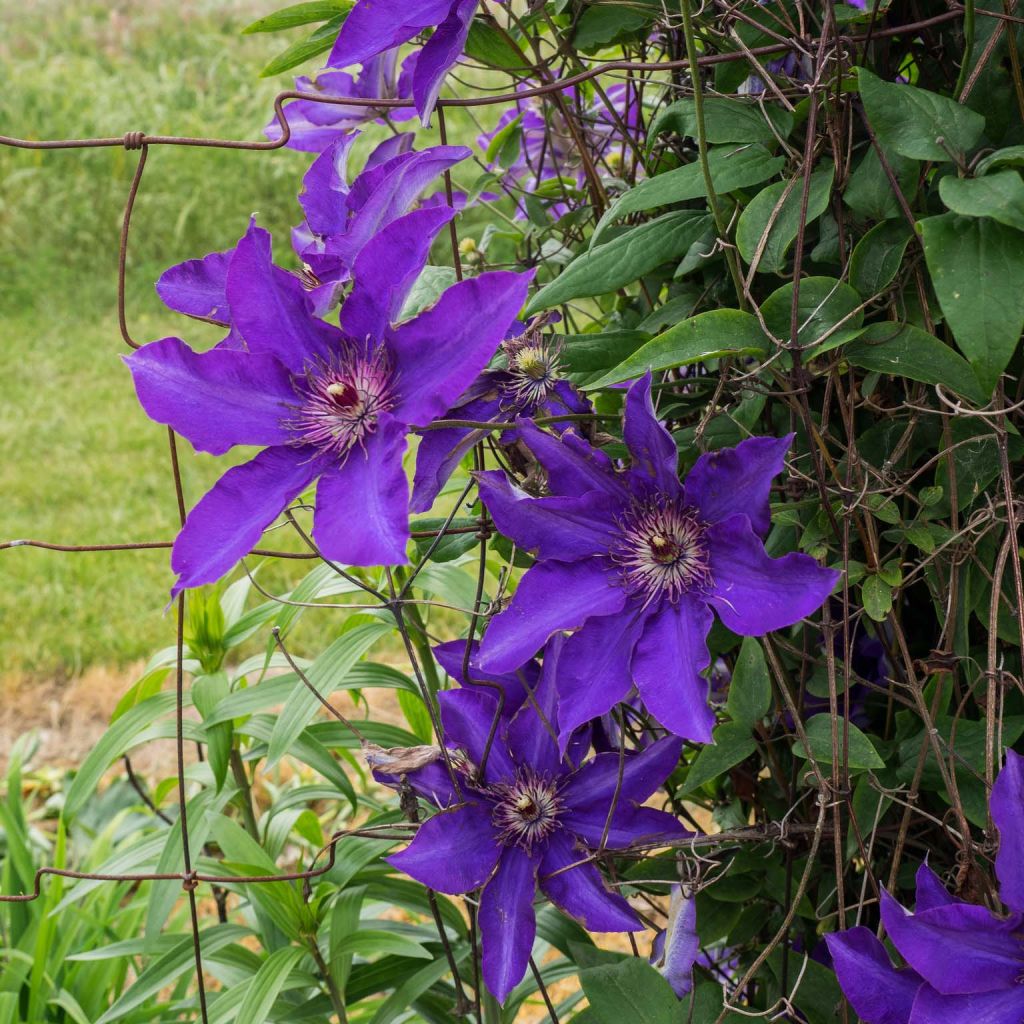 Clematis The President