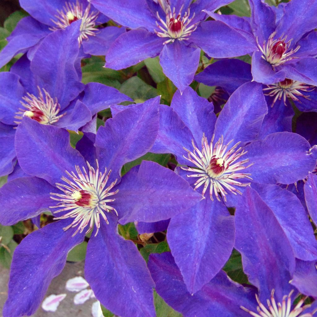 Clematis The President