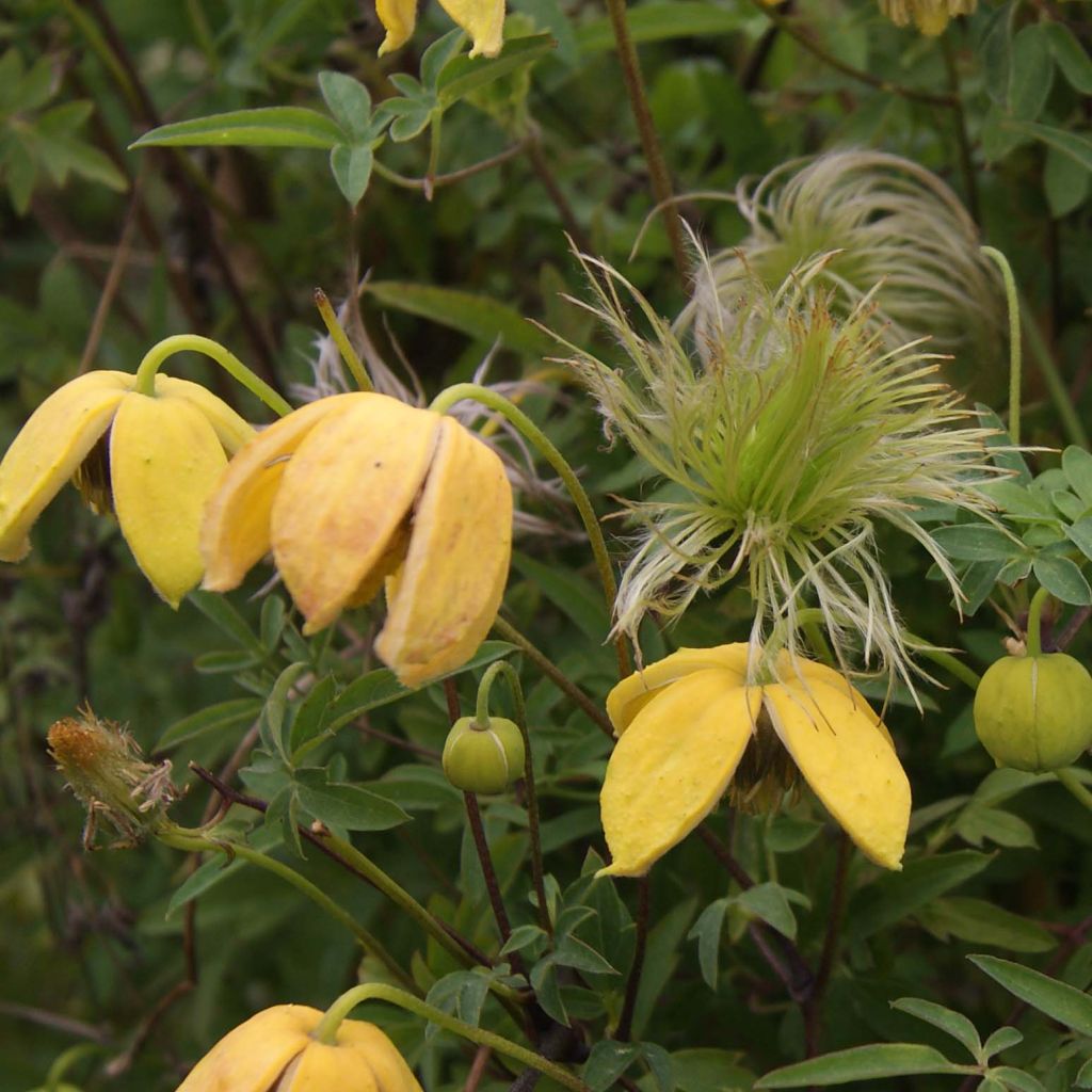 Clematis tibetana Orange Peel