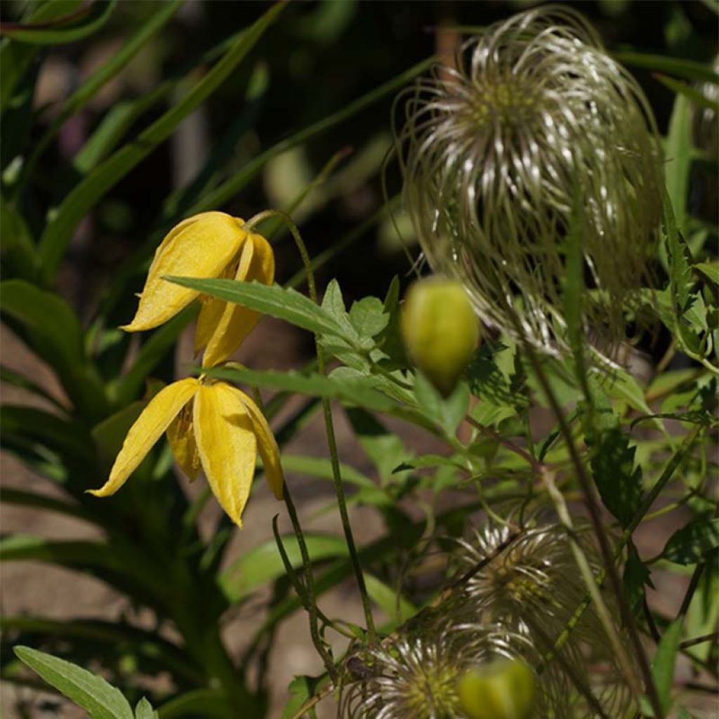 Clematis tibetana Orange Peel