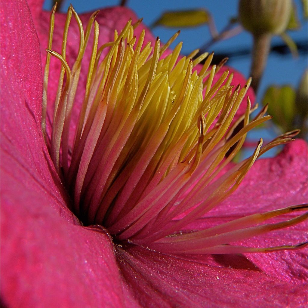 Clematis x viticella 'Ville de Lyon'