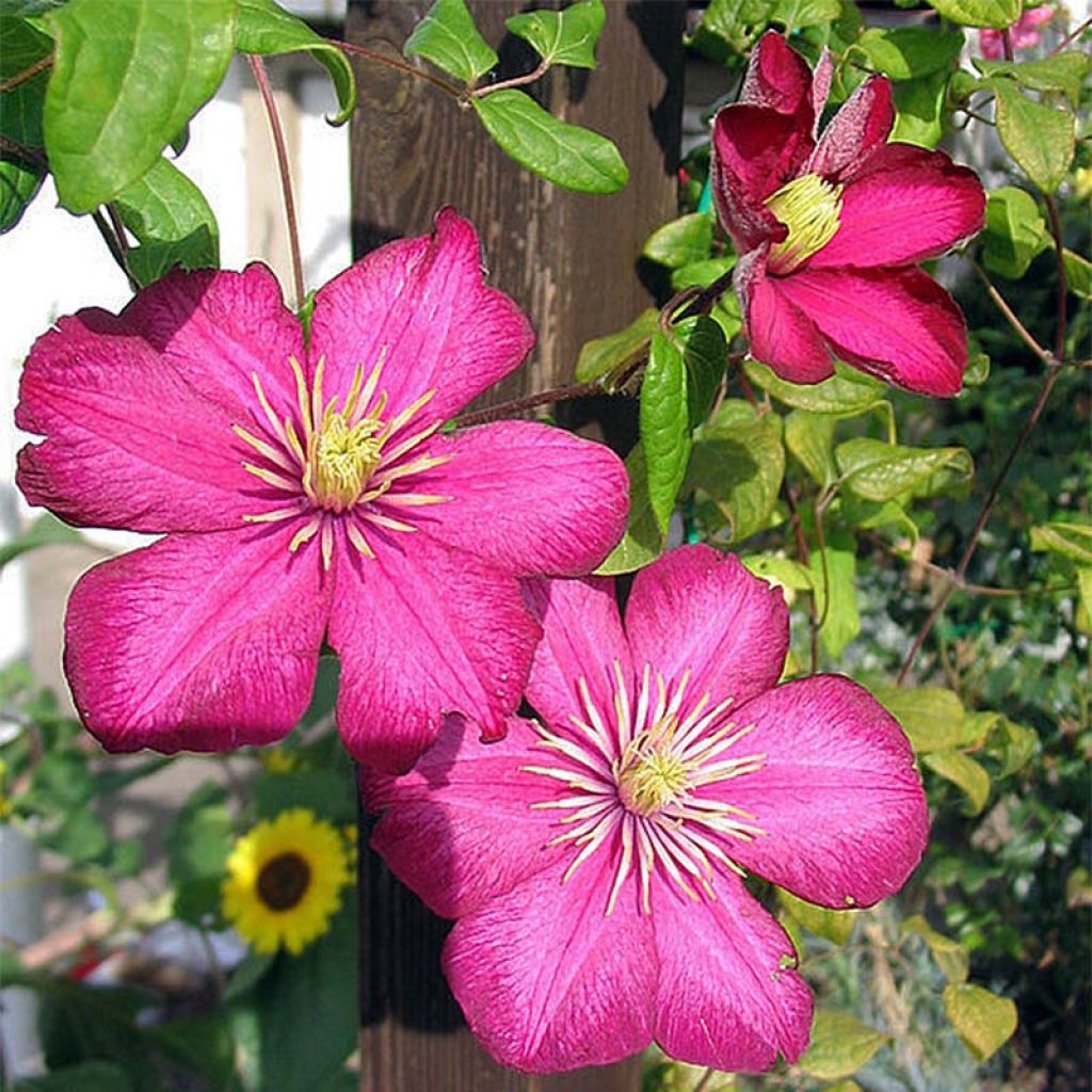 Clematis x viticella 'Ville de Lyon'