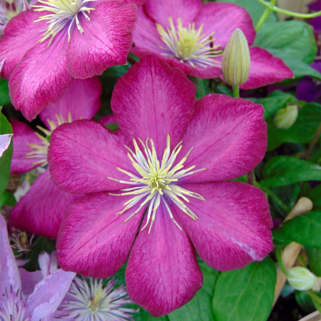 Clematis x viticella 'Ville de Lyon'