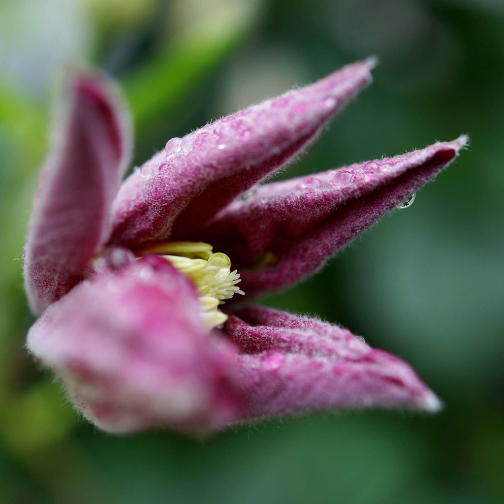 Clematis x viticella 'Ville de Lyon'