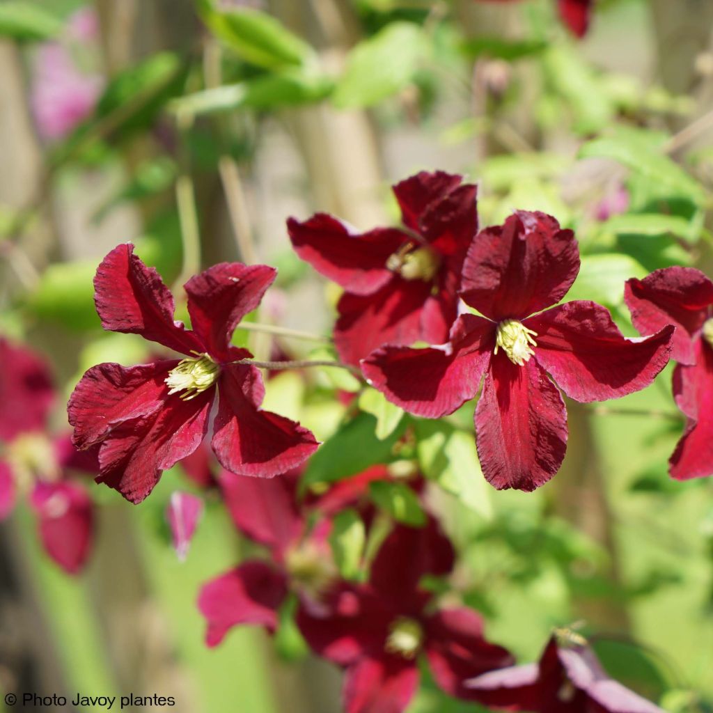 Clematis Burning Love