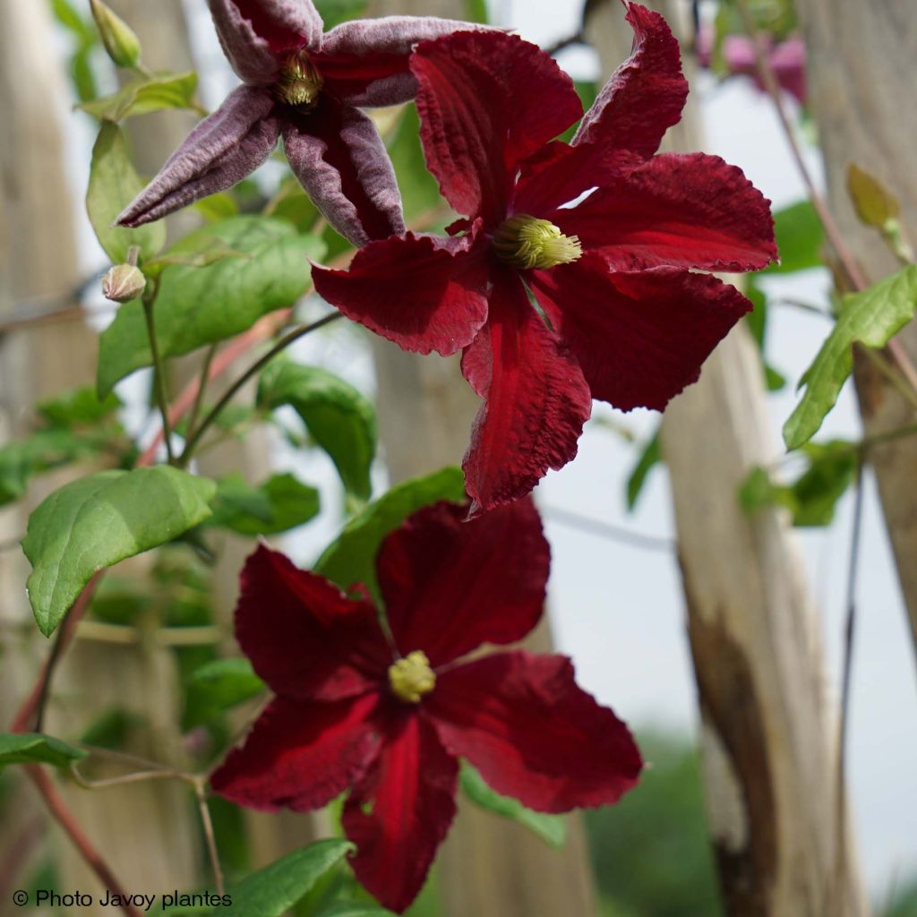 Clematis Burning Love