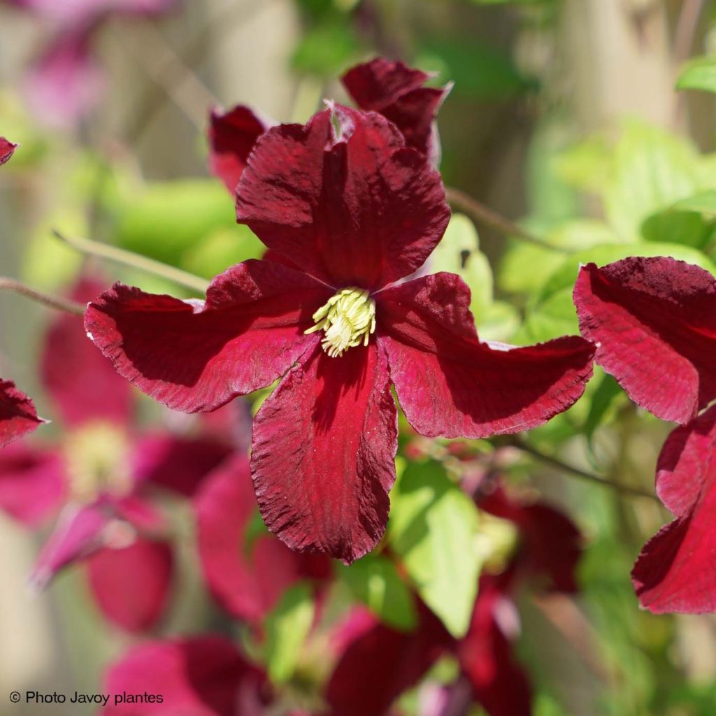 Clematis Burning Love