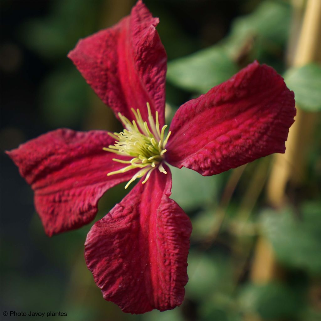 Clematis Burning Love