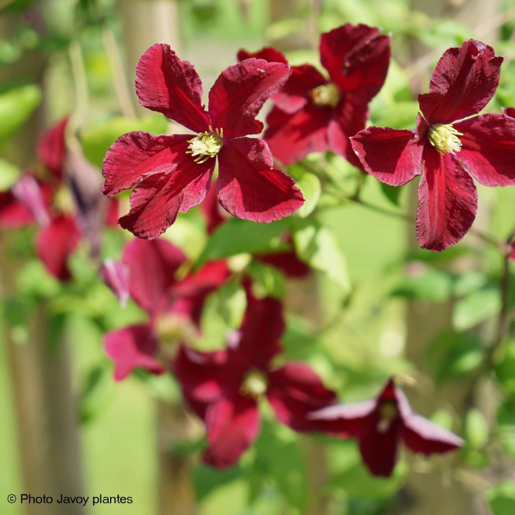 Clematis Burning Love