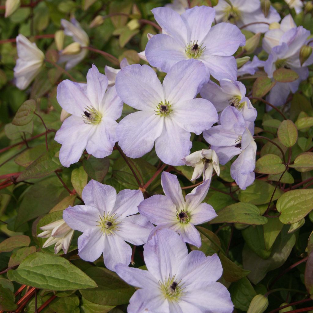 Clematis x viticella Sea Breeze