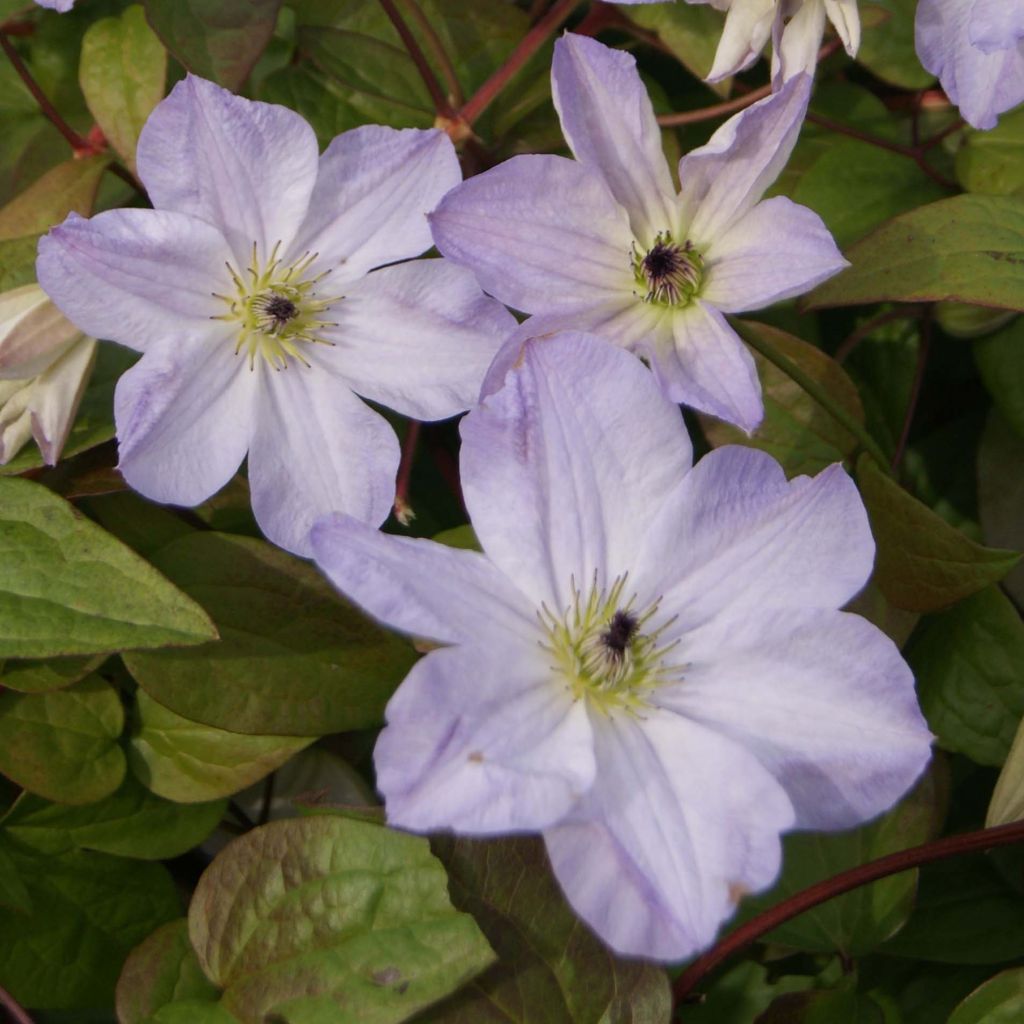 Clematis x viticella Sea Breeze