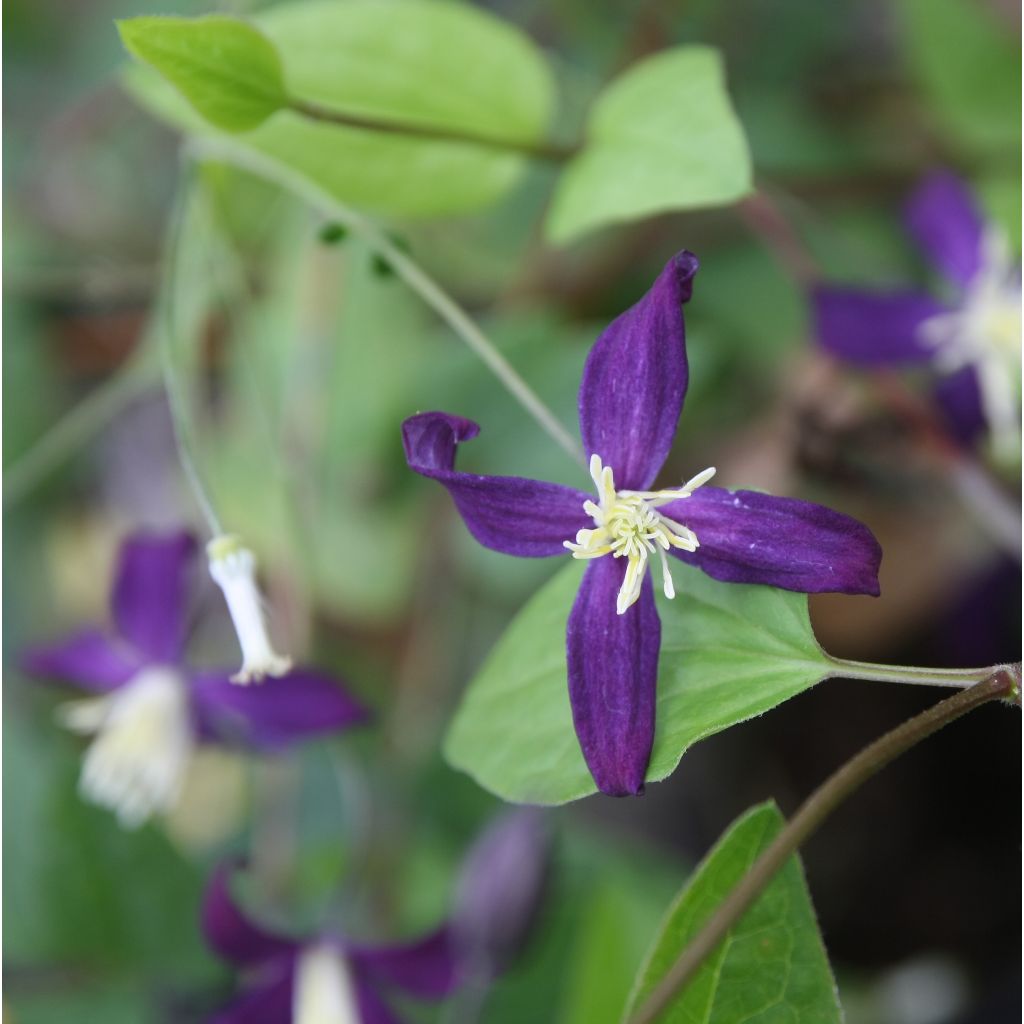 Clematis flammula Aromatica