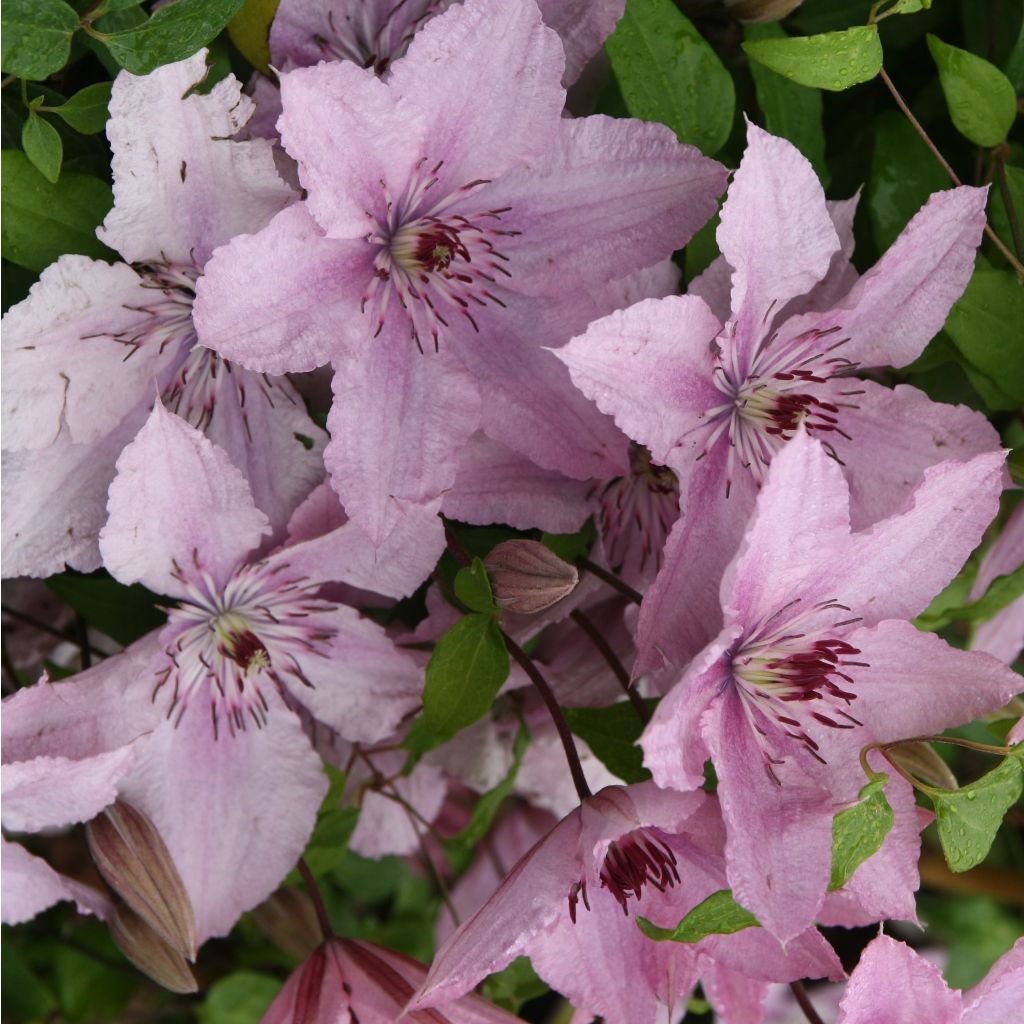 Clematis patens Hagley Hybrid