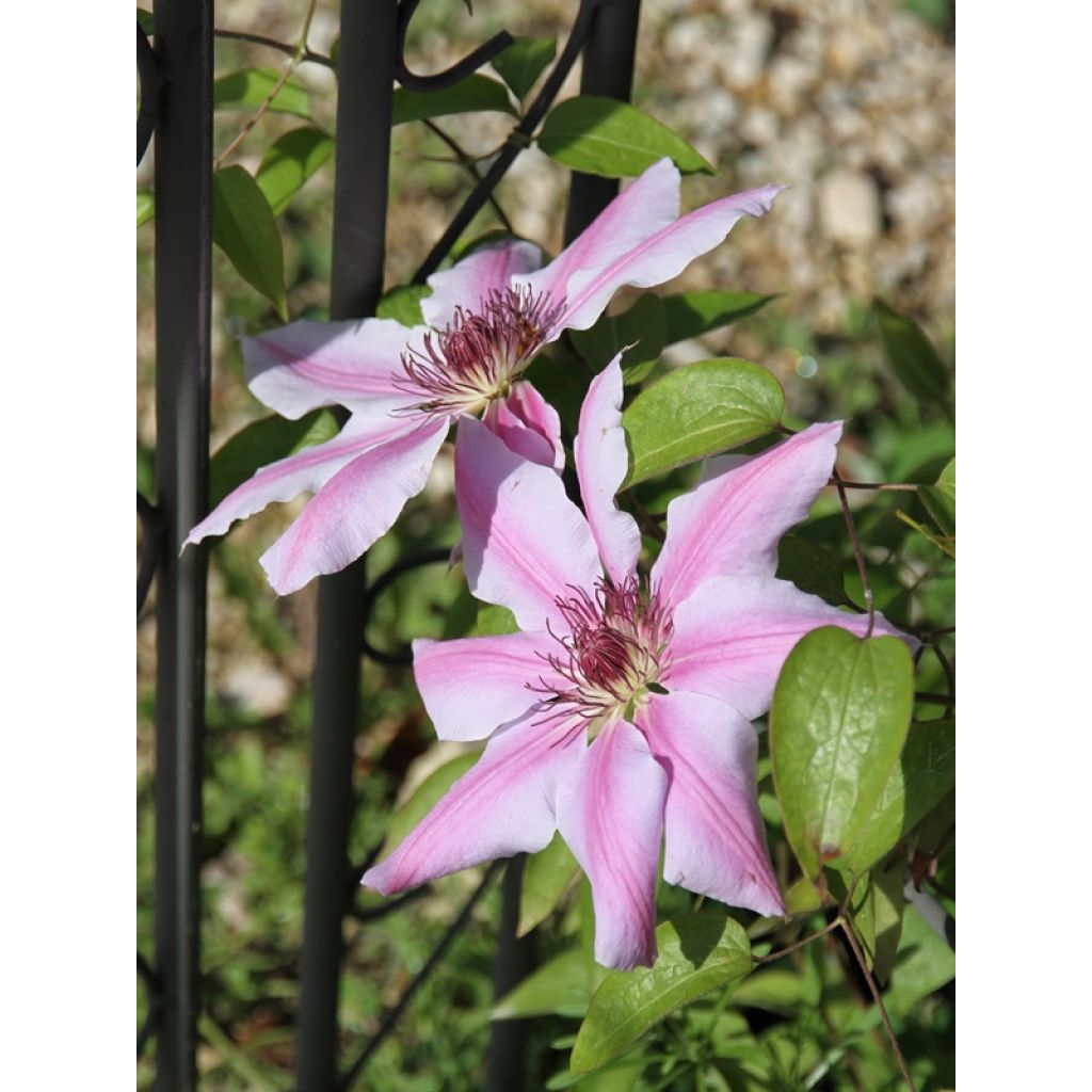 Clematis lanuginosa Nelly Moser