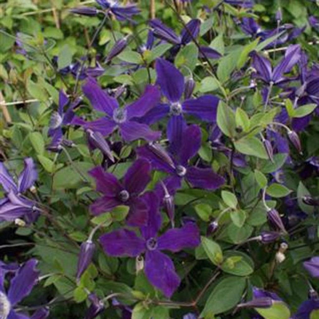 Clématite - Clematis diversifolia Aphrodite