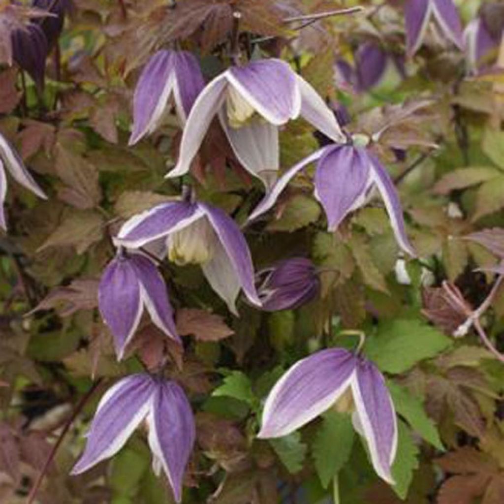 Clématite - Clematis Blue Eclipse