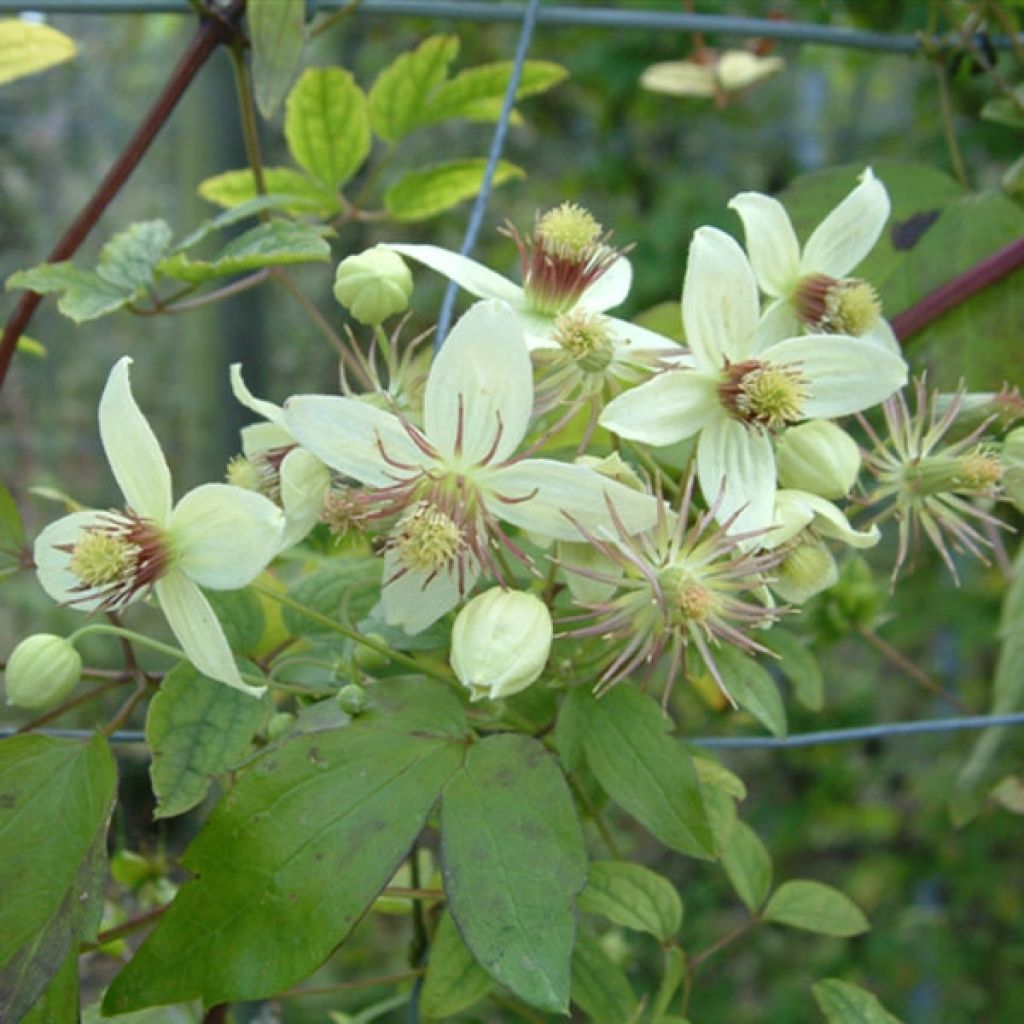 Clématite - Clematis tangutica Grace