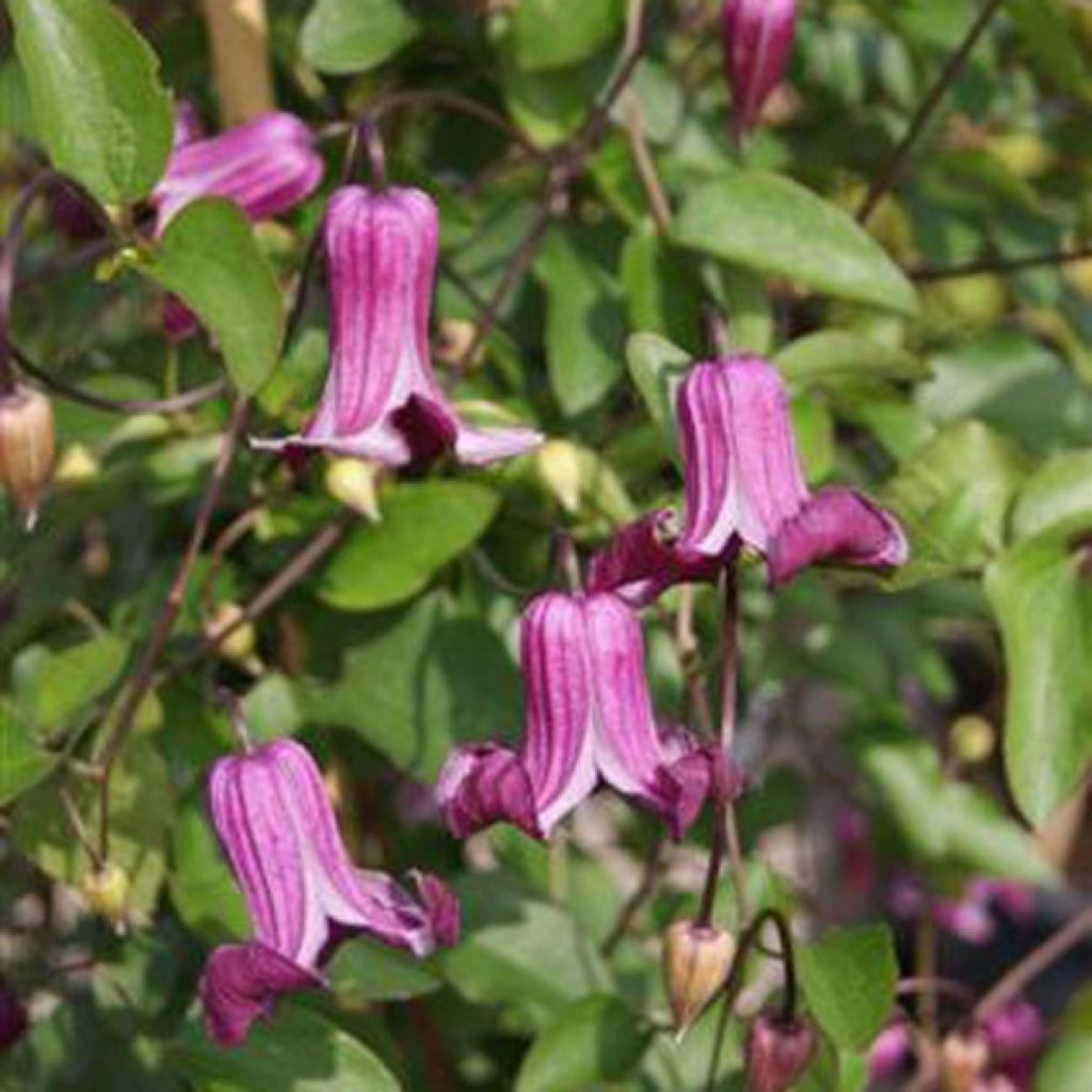 Clématite - Clematis Viticella Queen Mother