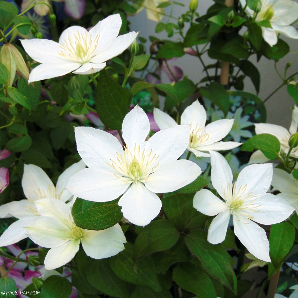 Clematis integrifolia Baby Star 'Zobast'