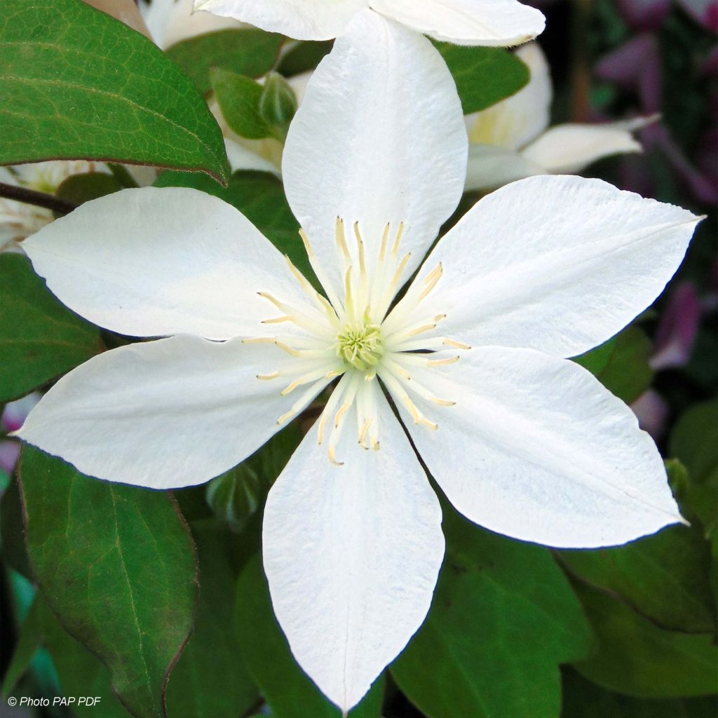 Clematis integrifolia Baby Star 'Zobast'