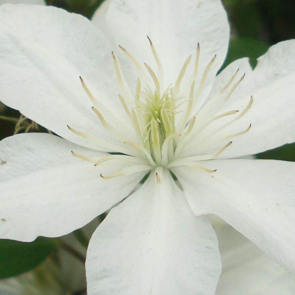 Clematis integrifolia Baby Star 'Zobast'