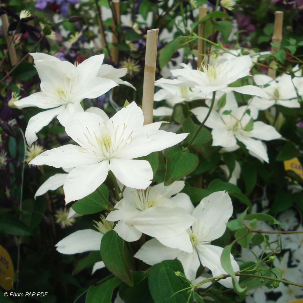 Clematis integrifolia Baby Star 'Zobast'