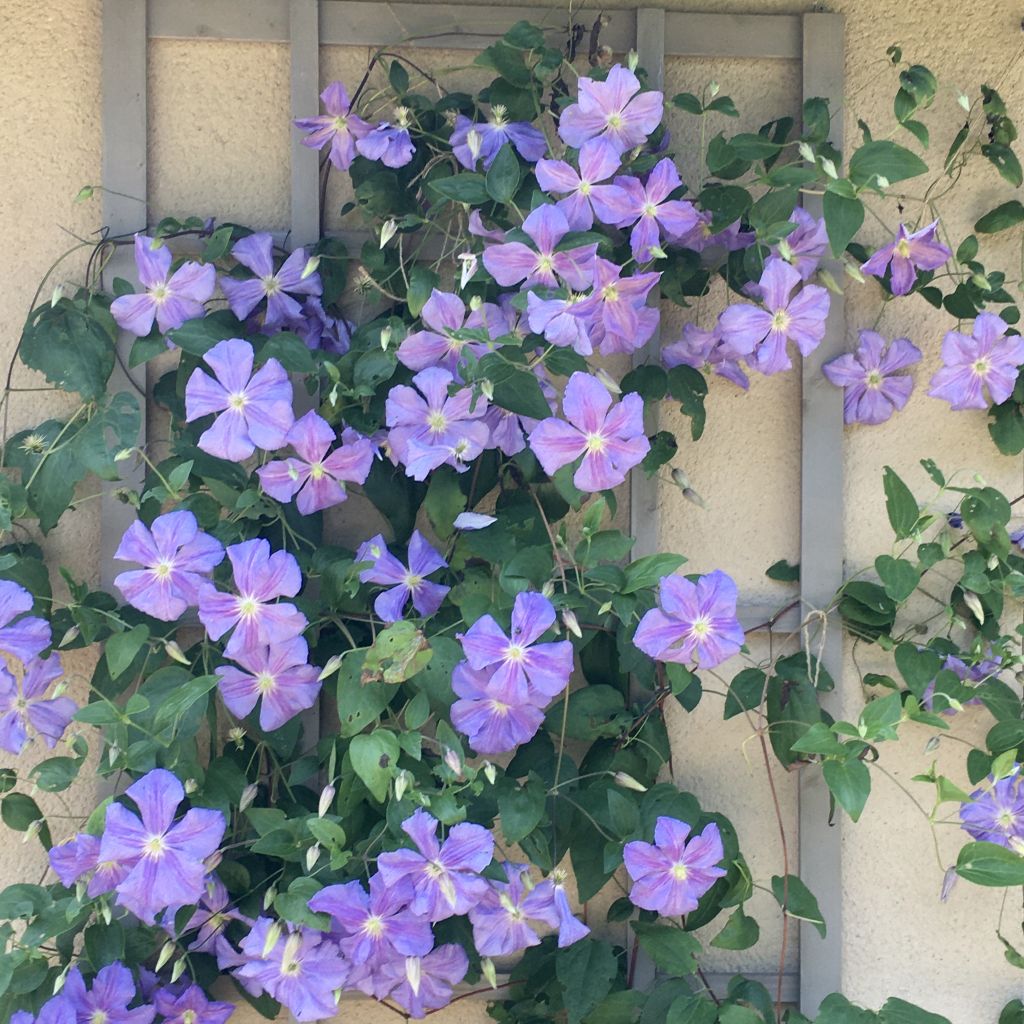 Clematis diversifolia Arabella