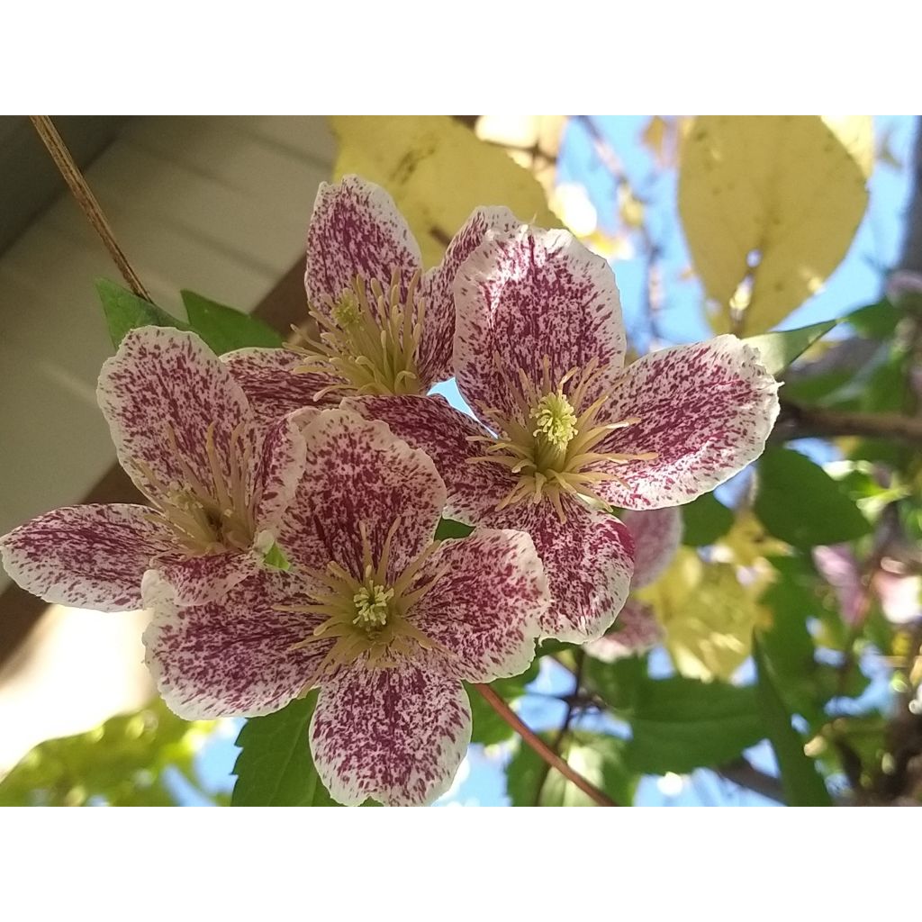 Clematis cirrhosa Freckles