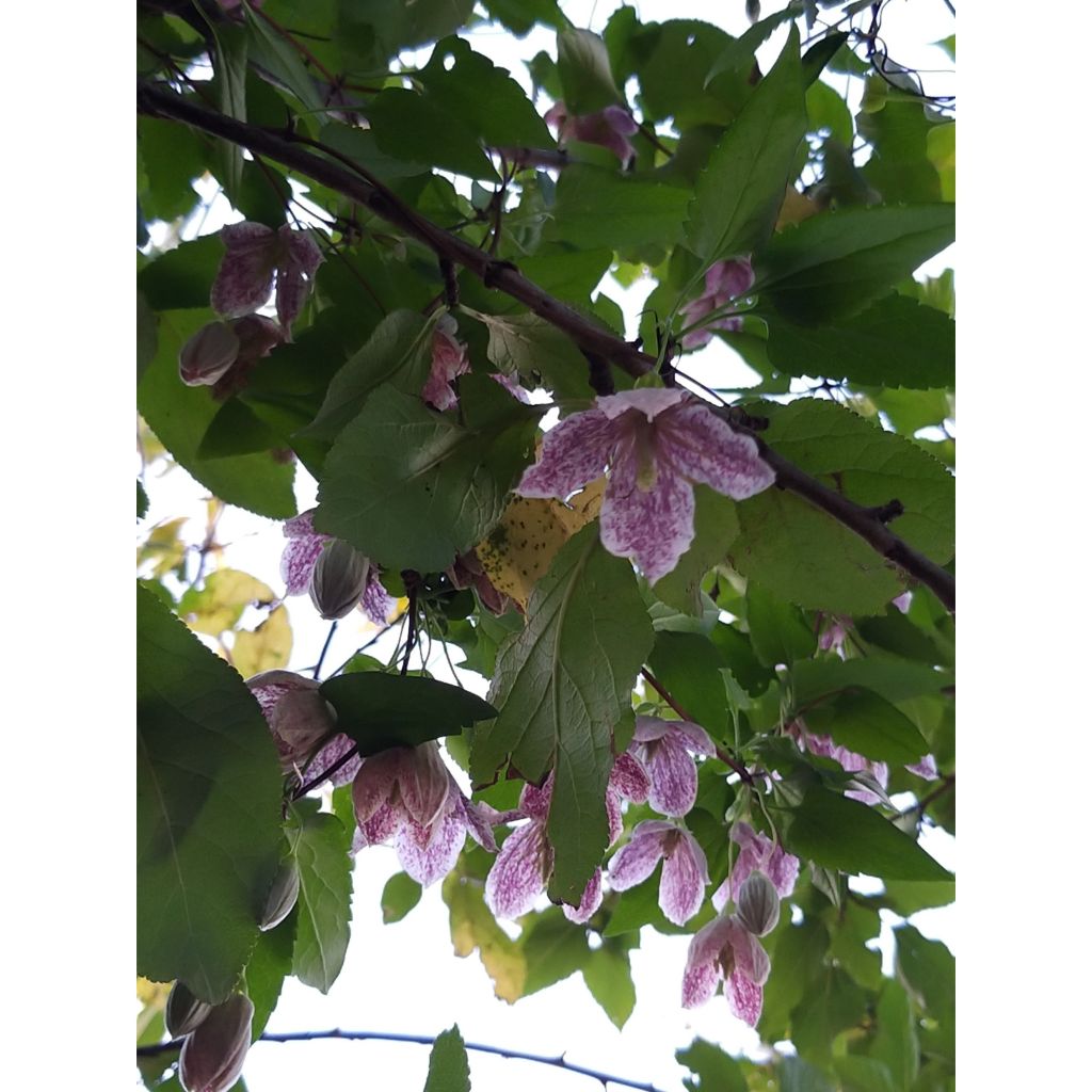 Clematis cirrhosa Freckles