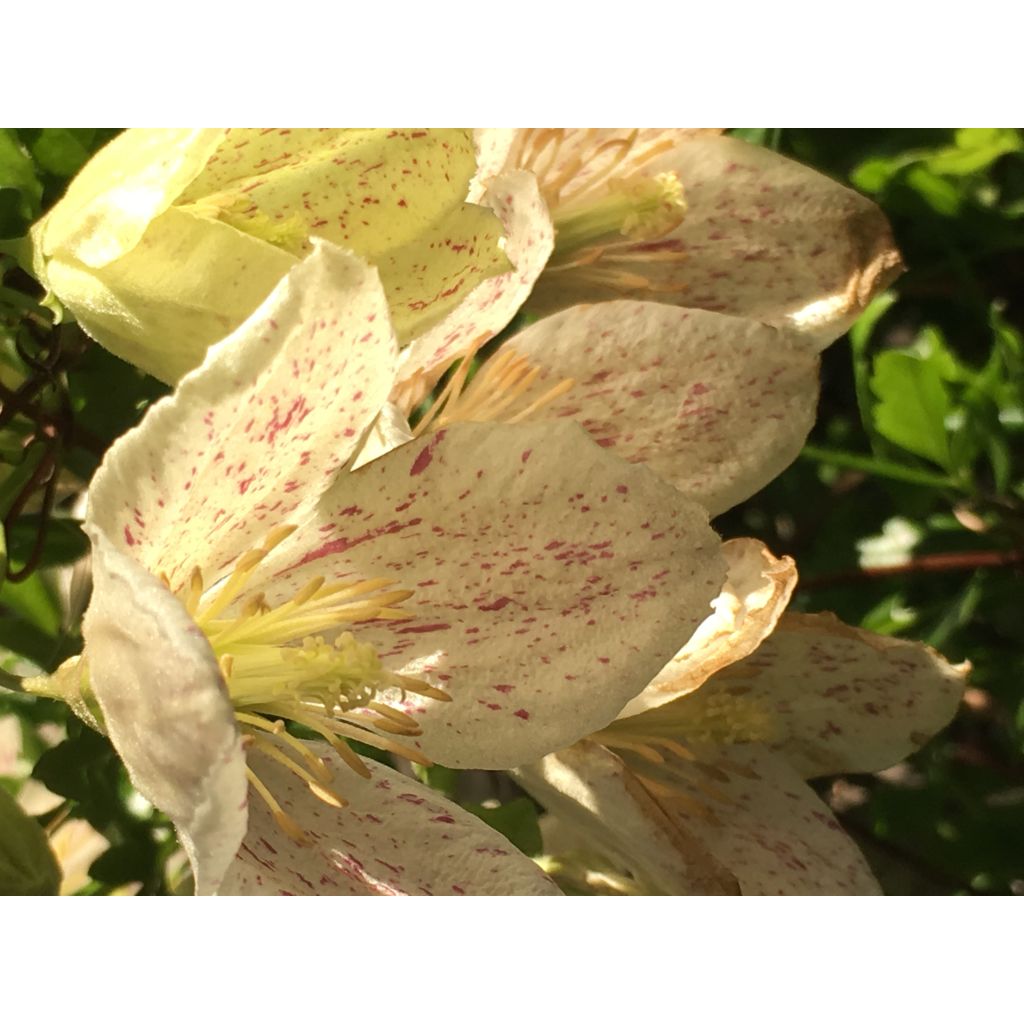 Clematis cirrhosa Winter Parasol