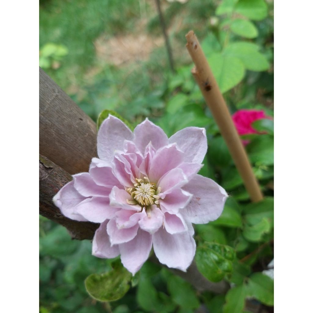 Clematis patens Dancing Queen