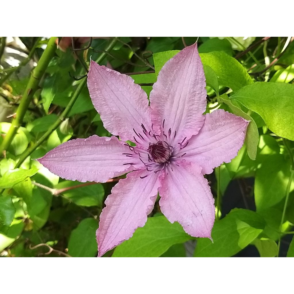 Clematis patens Hagley Hybrid