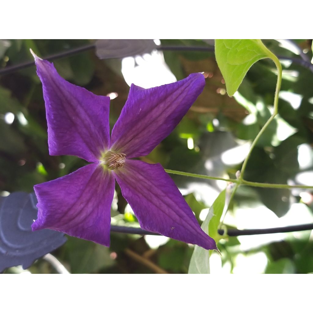 Clematis Jackmanii Superba