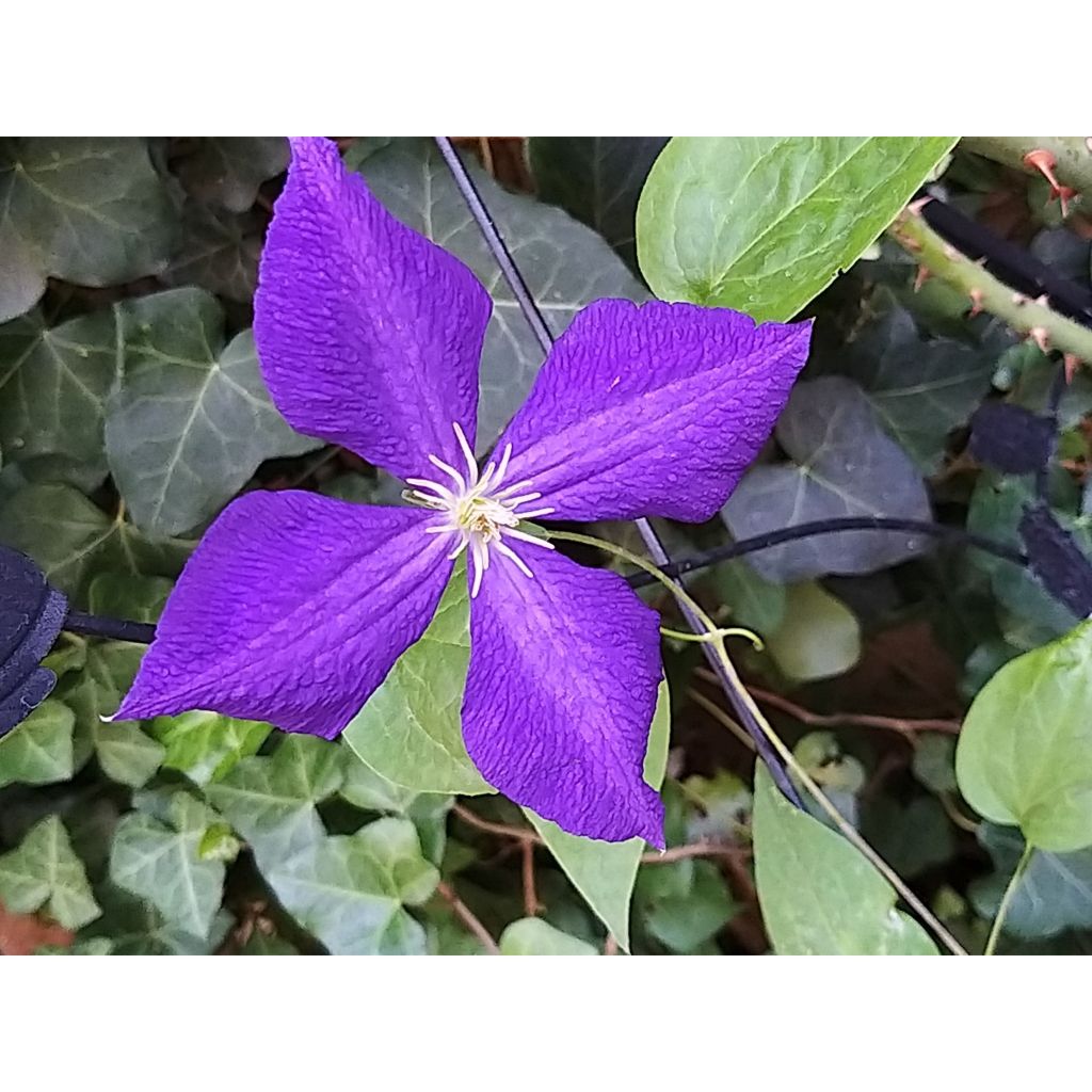 Clematis Jackmanii Superba