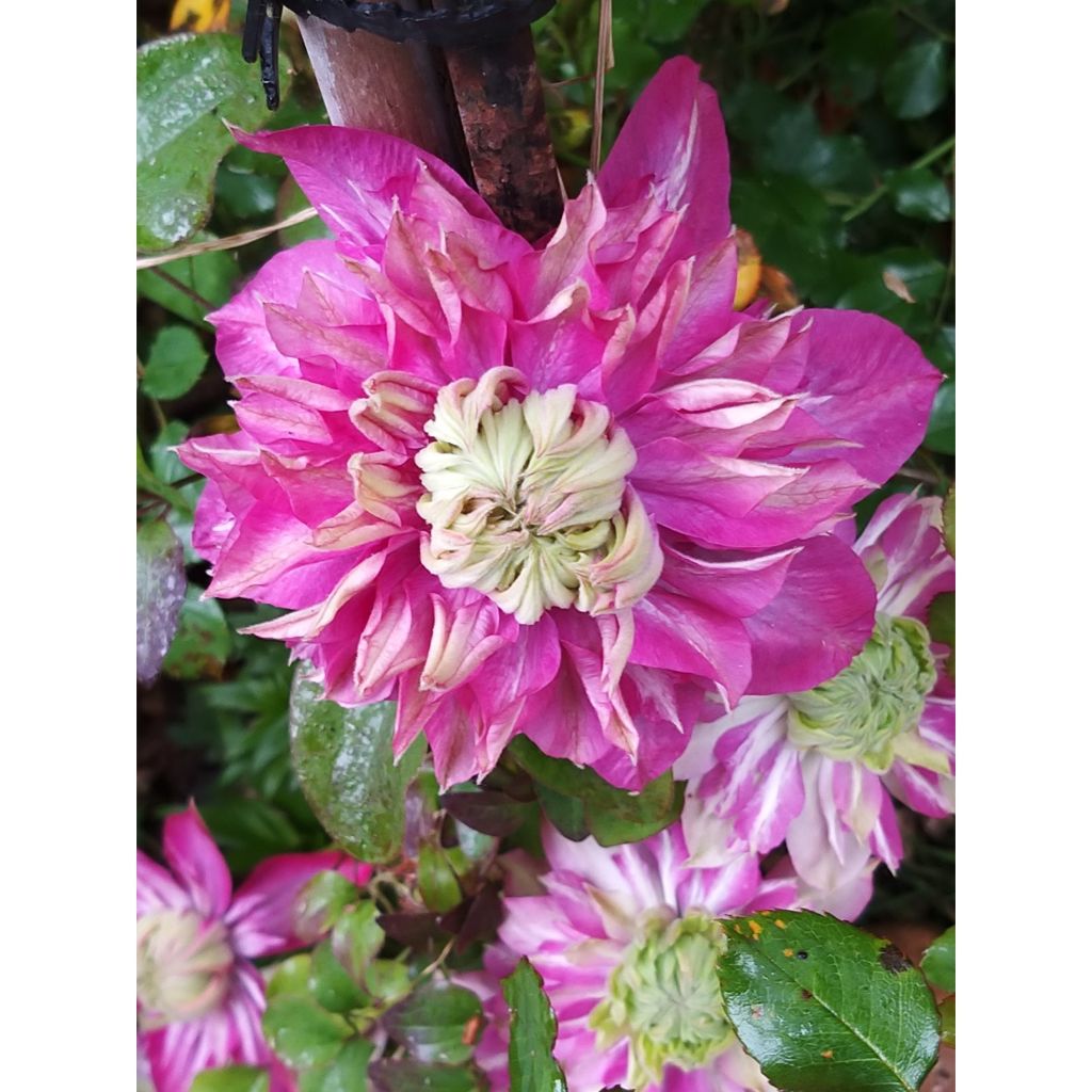 Clematis Kaiser