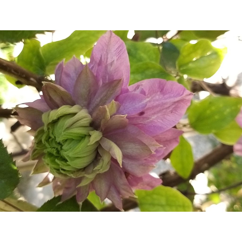 Clematis Kaiser