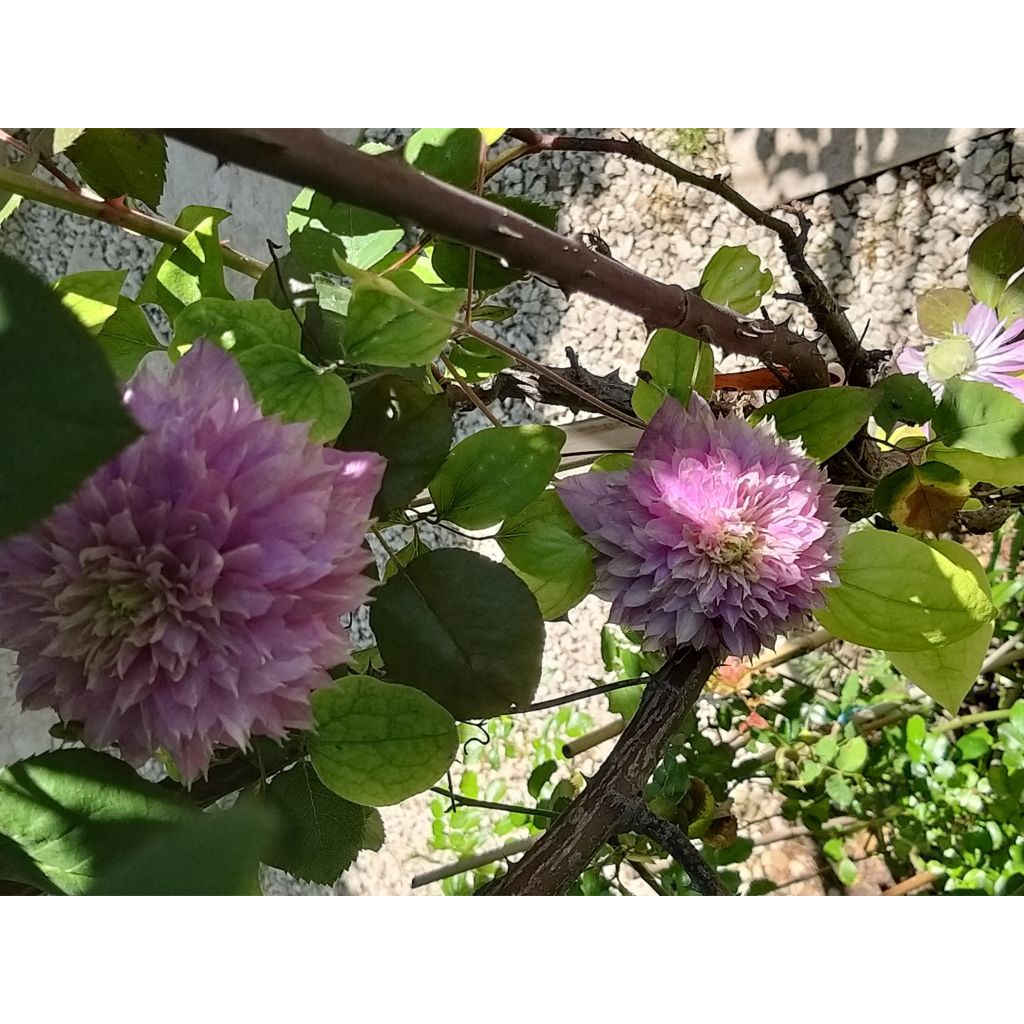 Clematis Kaiser