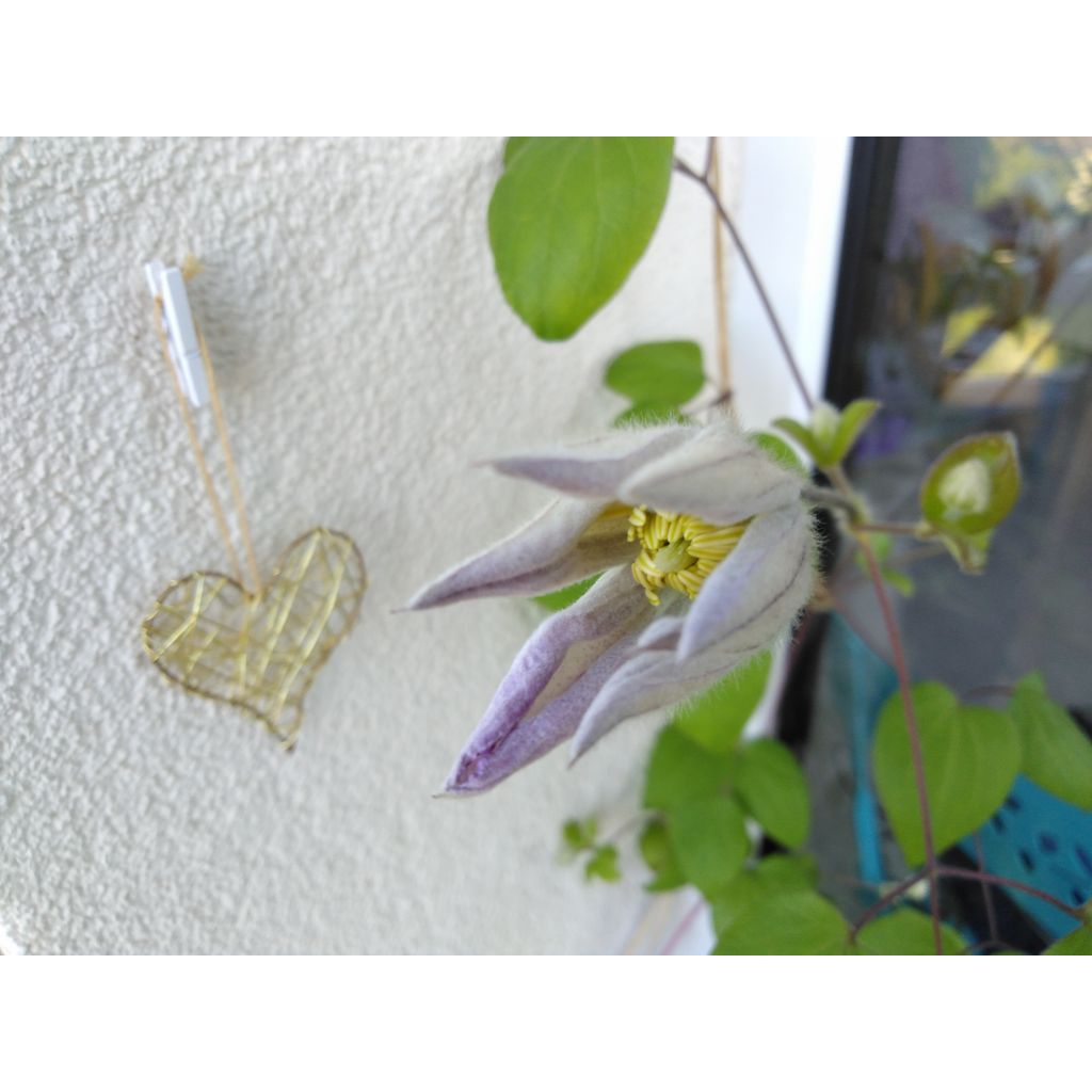 Clematis Lucky Charm