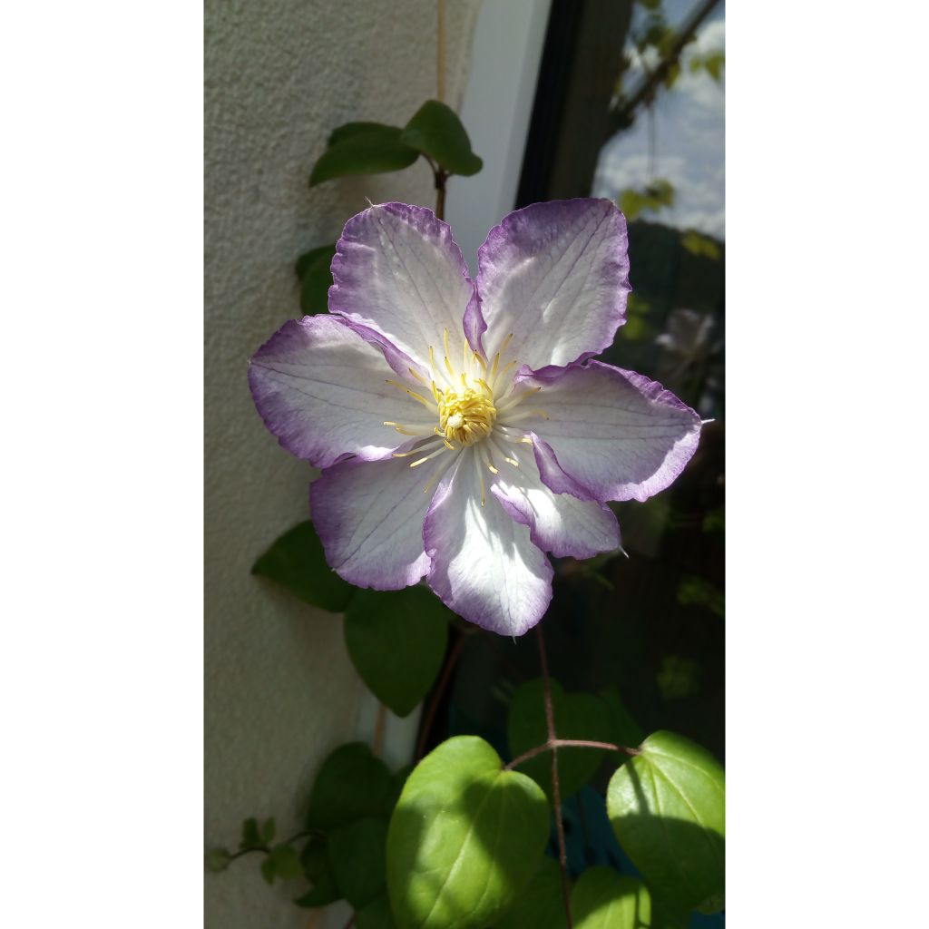 Clematis Lucky Charm