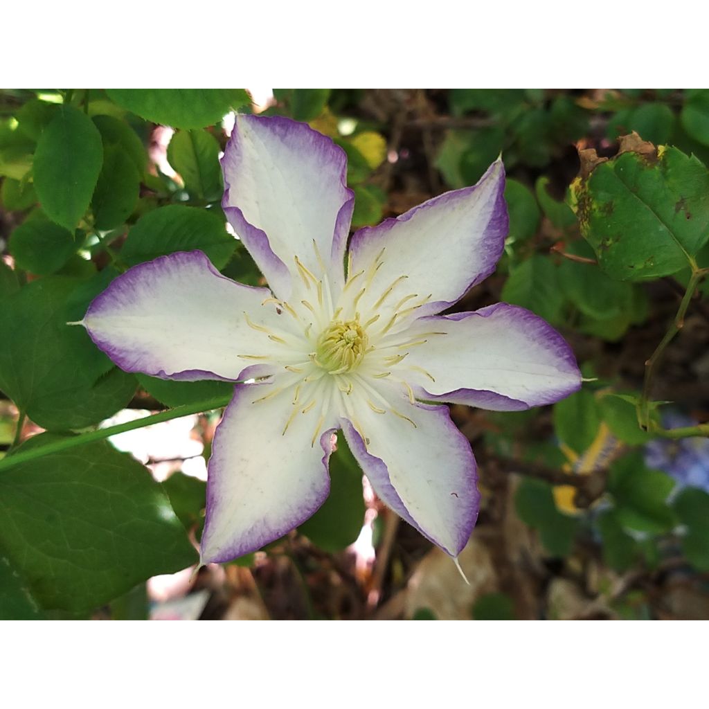 Clematis Lucky Charm