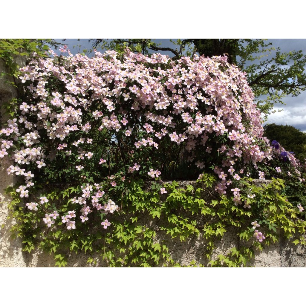 Clematis Sanssouci