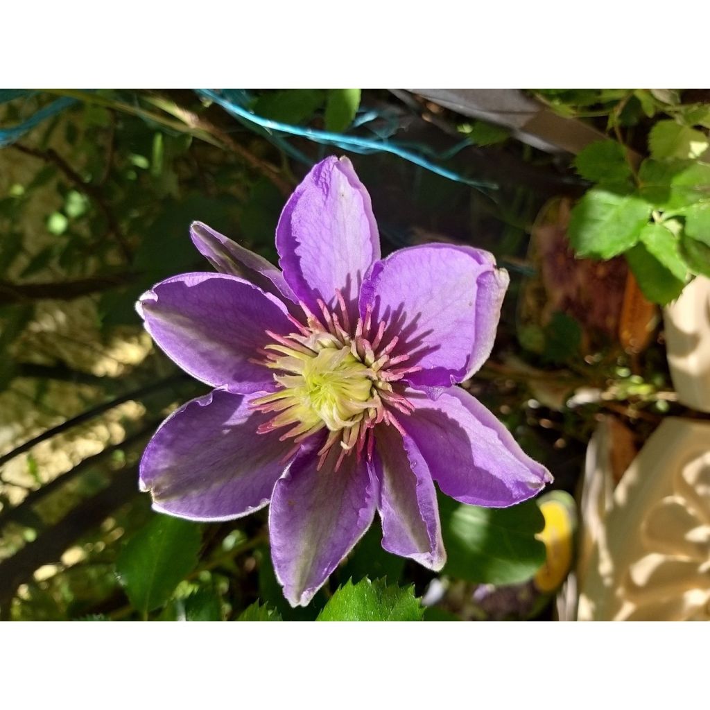 Clematis patens Multi Blue